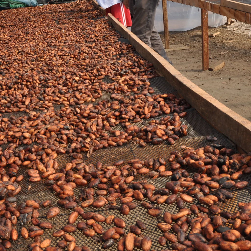 Zeremonieller Kakao, Ceremonial Blend – feiner zeremonieller Bio Kakao aus Peru. Eine harmonische Mischung aus Criollo und Trinitario Bohnen aus Juanjuí, mit mild-fruchtigem Aroma. Direkt und fair von Kleinbauern bezogen, ideal für Rituale, Meditation und tägliche Kakaozeremonien – erdend, sanft herzöffnend und belebend.