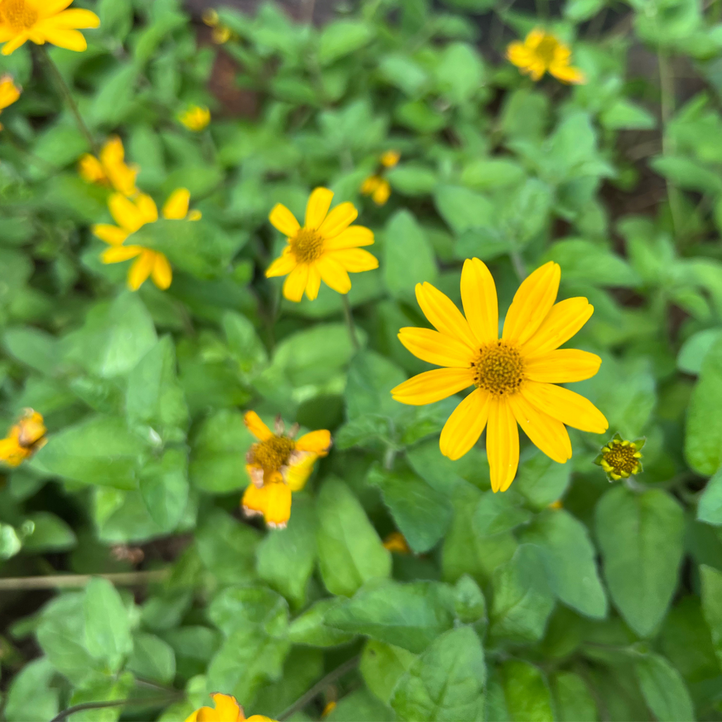 Chilcuague Wurzel, Golden root, Wurzel getrocknet, goldene Wurzel naturbelassen, Root extract, Wurzeln aus Mexiko