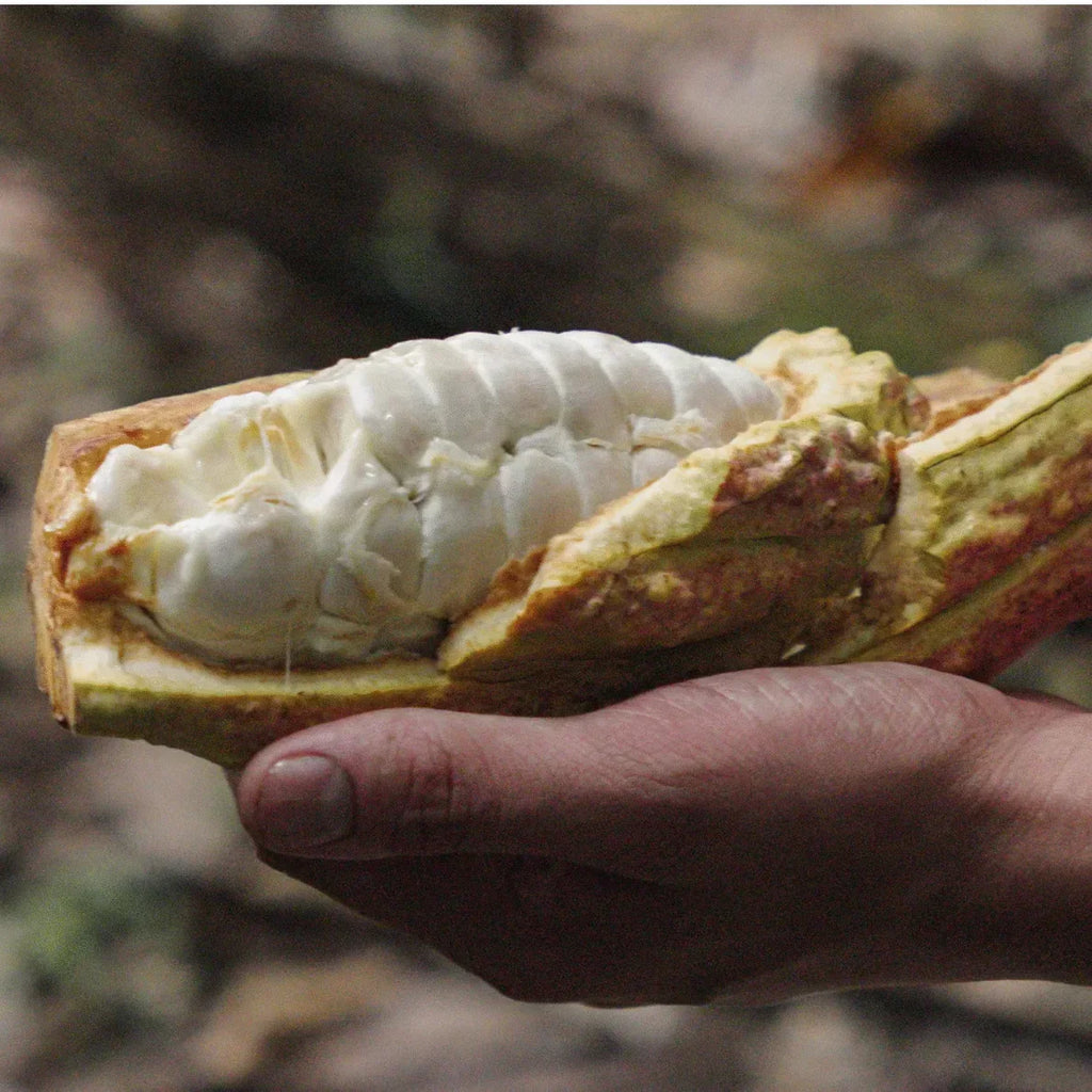 Zeremonieller Kakao, Atalaya de Tres Ríos Zeremonie Kakao. reiner Edelkakao aus Peru. hochwertigen Criollo Bohnen, direkt und ohne Zwischenhandel von Kleinbauern bezogen. Kräftig, aromatisch und tief erdend – ideal für spirituelle Rituale, Meditation und traditionelle Kakaozeremonien.