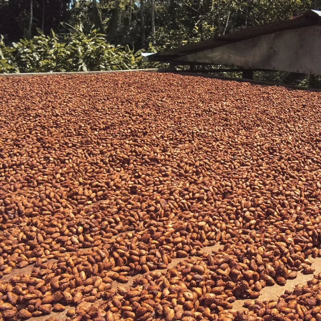 Zeremonieller Kakao, feiner zeremonieller Bio Kakao aus Kolumbien. Eine harmonische Mischung aus Criollo und Trinitario Bohnen aus Juanjuí, mit mild-fruchtigem Aroma. Direkt und fair von Kleinbauern bezogen, ideal für Rituale, Meditation und tägliche Kakaozeremonien – erdend, sanft herzöffnend und belebend.