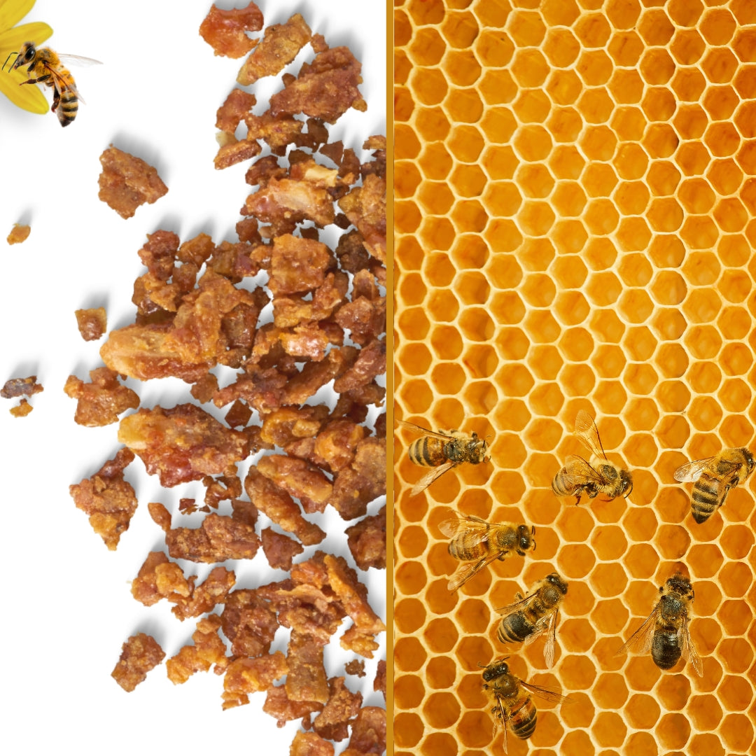 Chilcuague Wurzelextrakt mit propolis