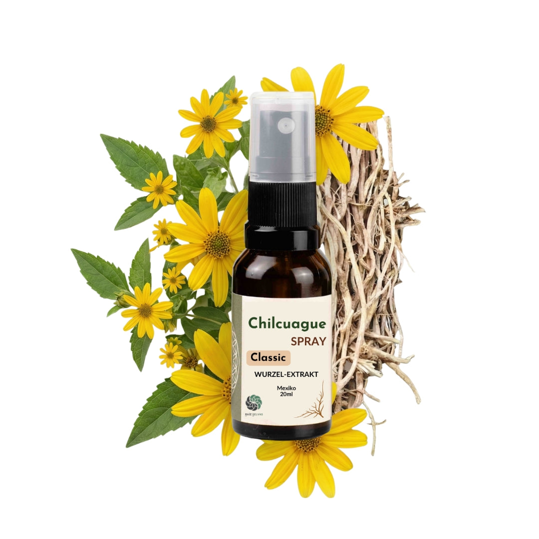 Chilcuague Spray, Wurzel Extrakt aus Mexiko, golden root, Heliopsis longipes, aztekische goldwurzel, extrakt, tinktur, kriblendes Mundspray, Raiz Selvas, 20ml Spray, Anwendung Spray