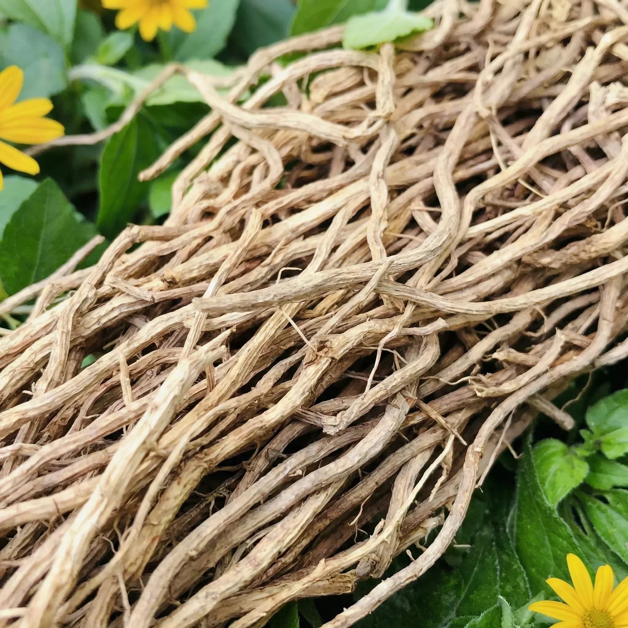 Chilcuague Wurzeln, golden root, aztekische Goldwurzel aus Mexiko, Heliopsis longipes, verzehrfertig in Tüte, getrocknet, unbehandelt, 15g, Chilcuague Wurzel Nahaufnahme