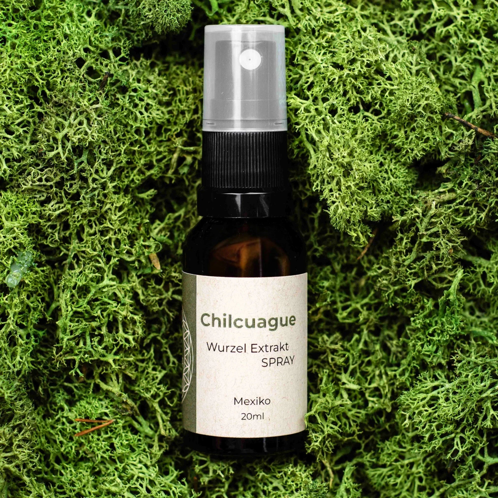 Chilcuague Spray, Wurzel Extrakt aus Mexiko, golden root, aztekische goldwurzel, extrakt, tinktur, kriblendes Mundspray, Raiz Selvas