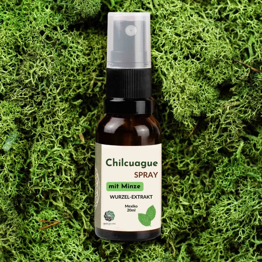 Chilcuague Spray, mit Minze, Wurzel Extrakt aus Mexiko, Minzextrakt, golden root, aztekische goldwurzel, extrakt, tinktur, Mundspray, Herstellung, Helios Longipis, natürliches Erfrischungsspray für den Mund