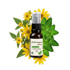 Chilcuague Spray, mit Minze, Wurzel Extrakt aus Mexiko, Minzextrakt, golden root, aztekische goldwurzel, extrakt, tinktur, Mundspray, Herstellung, Helios Longipis, natürliches Erfrischungsspray für den Mund