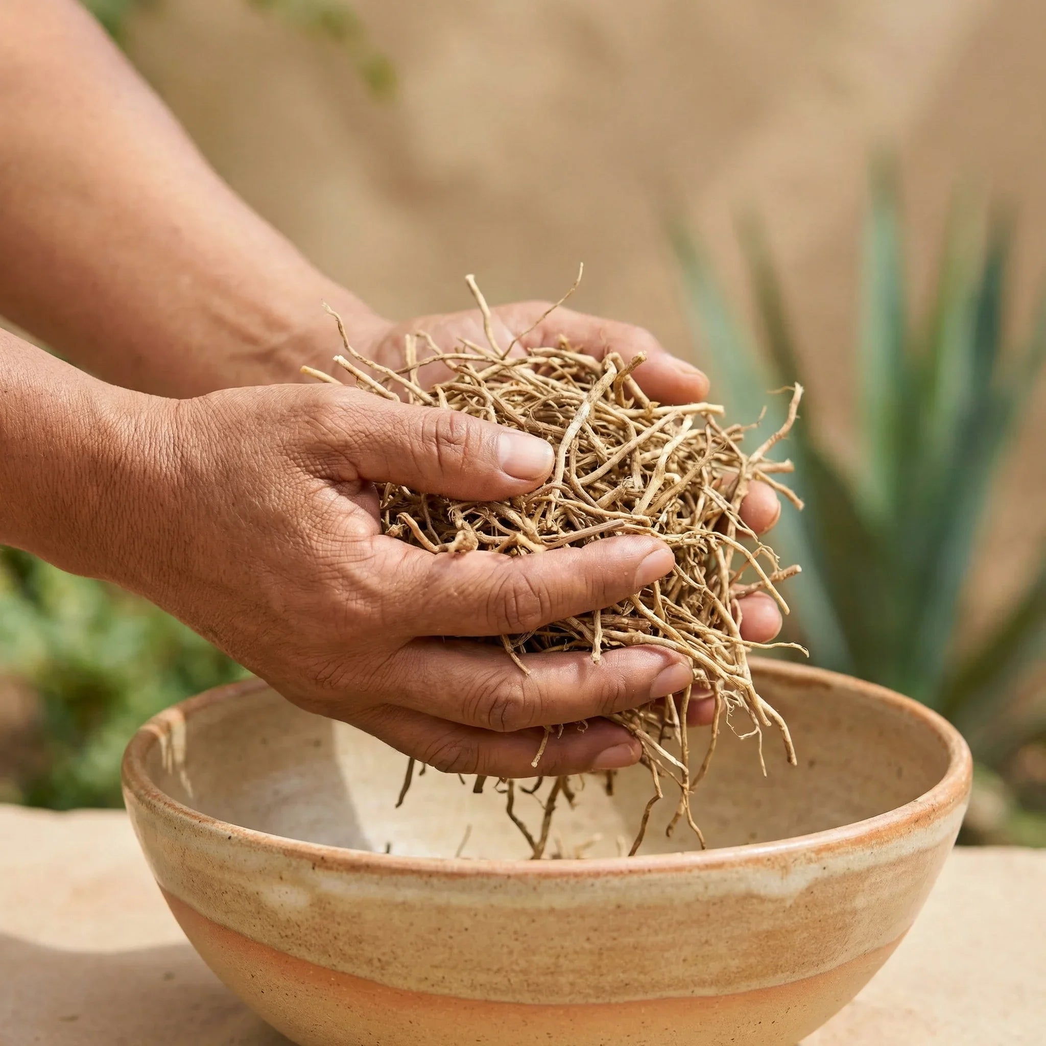 Chilcuague Wurzeln, golden root, aztekische Goldwurzel aus Mexiko, Heliopsis longipes, verzehrfertig in Tüte, getrocknet, unbehandelt, 15g, Anwendung 