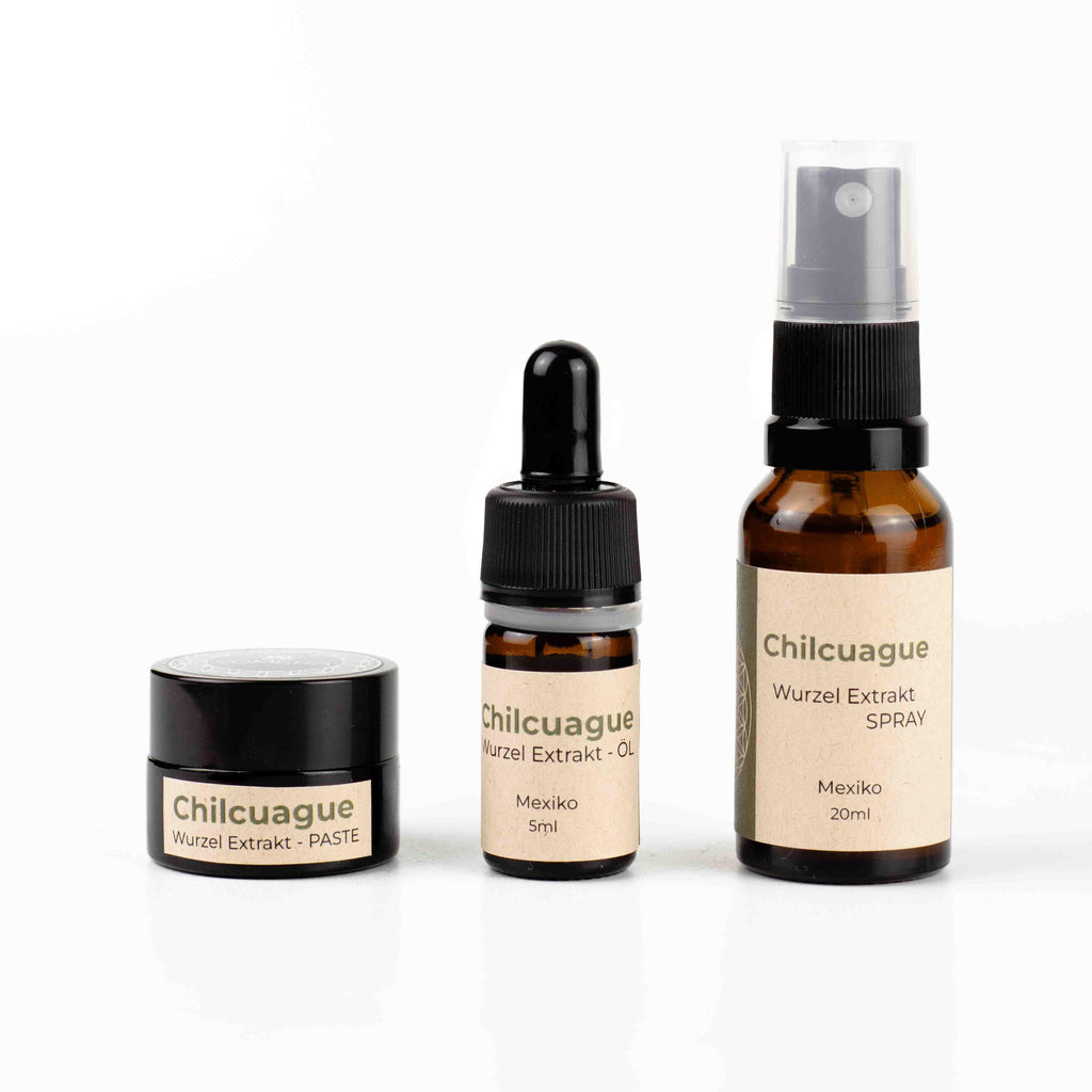 Chilcuague Wurzel, Golden root, Wurzel getrocknet, goldene Wurzel naturbelassen, Root extract, Wurzeln aus Mexiko