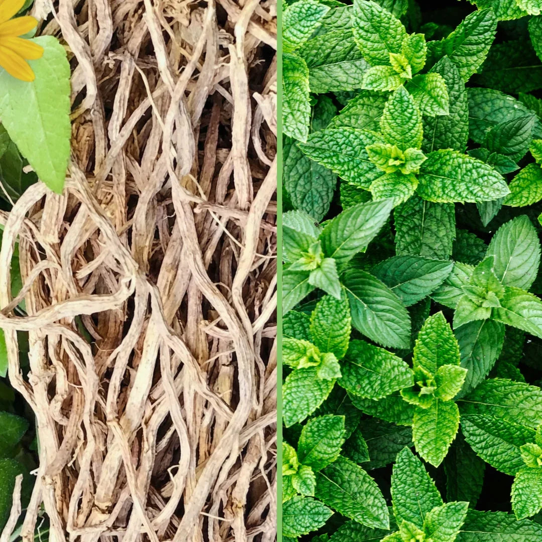 Chilcuague Spray, mit Minze, Wurzel Extrakt aus Mexiko, Minzextrakt, golden root, aztekische goldwurzel, extrakt, tinktur, Mundspray, Herstellung, Helios Longipis, natürliches Erfrischungsspray für den Mund