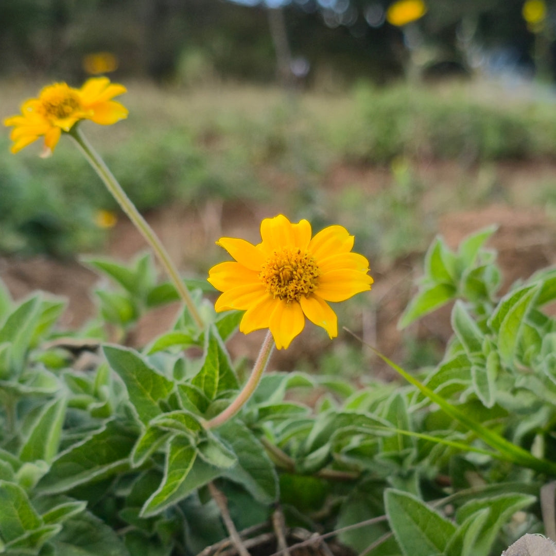 chilcuague die goldene wurzel aus Mexiko 