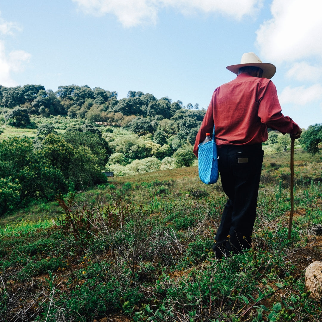 chilcuague die goldene wurzel aus Mexiko  von Kleinbauern