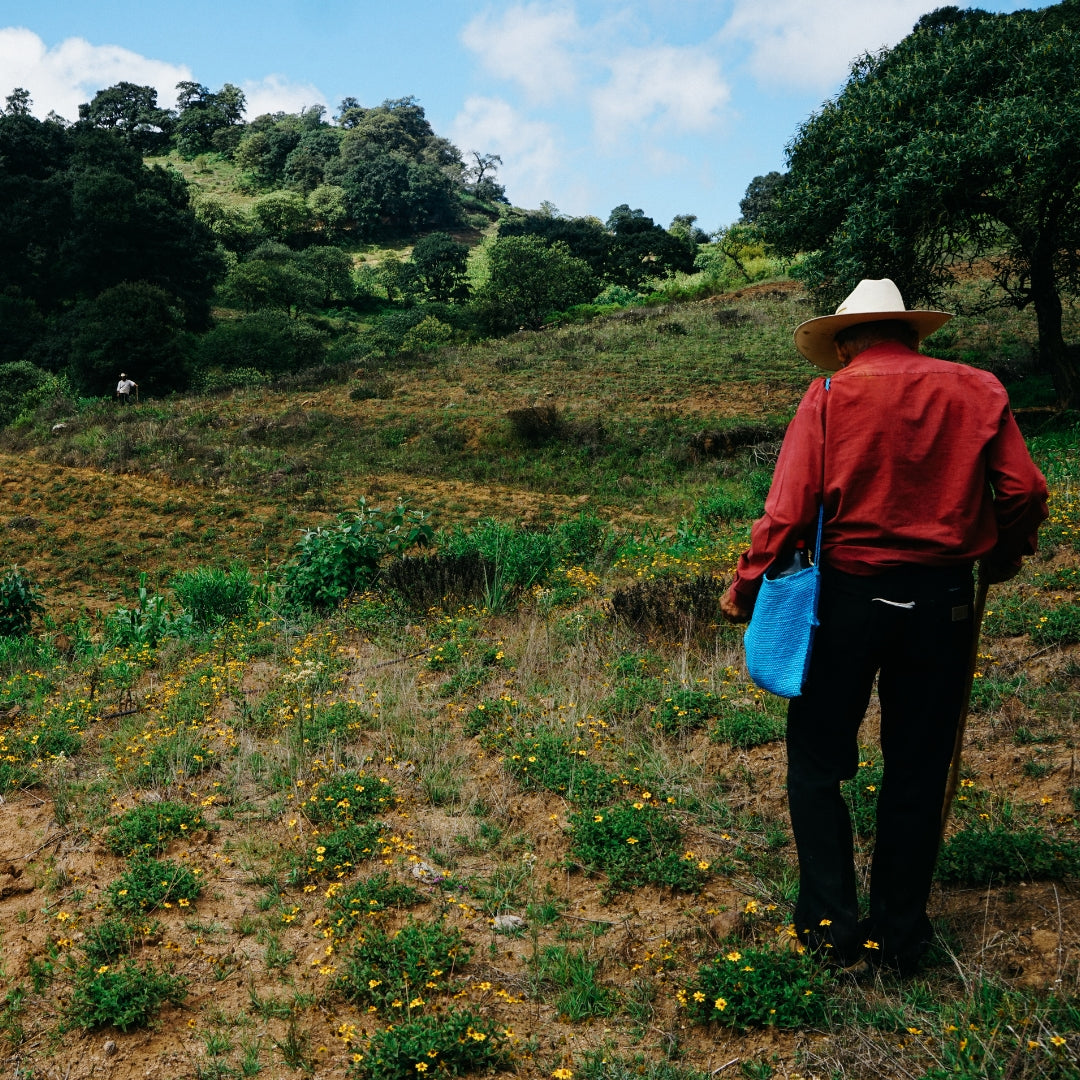 chilcuague die goldene wurzel aus Mexiko  von Kleinbauern