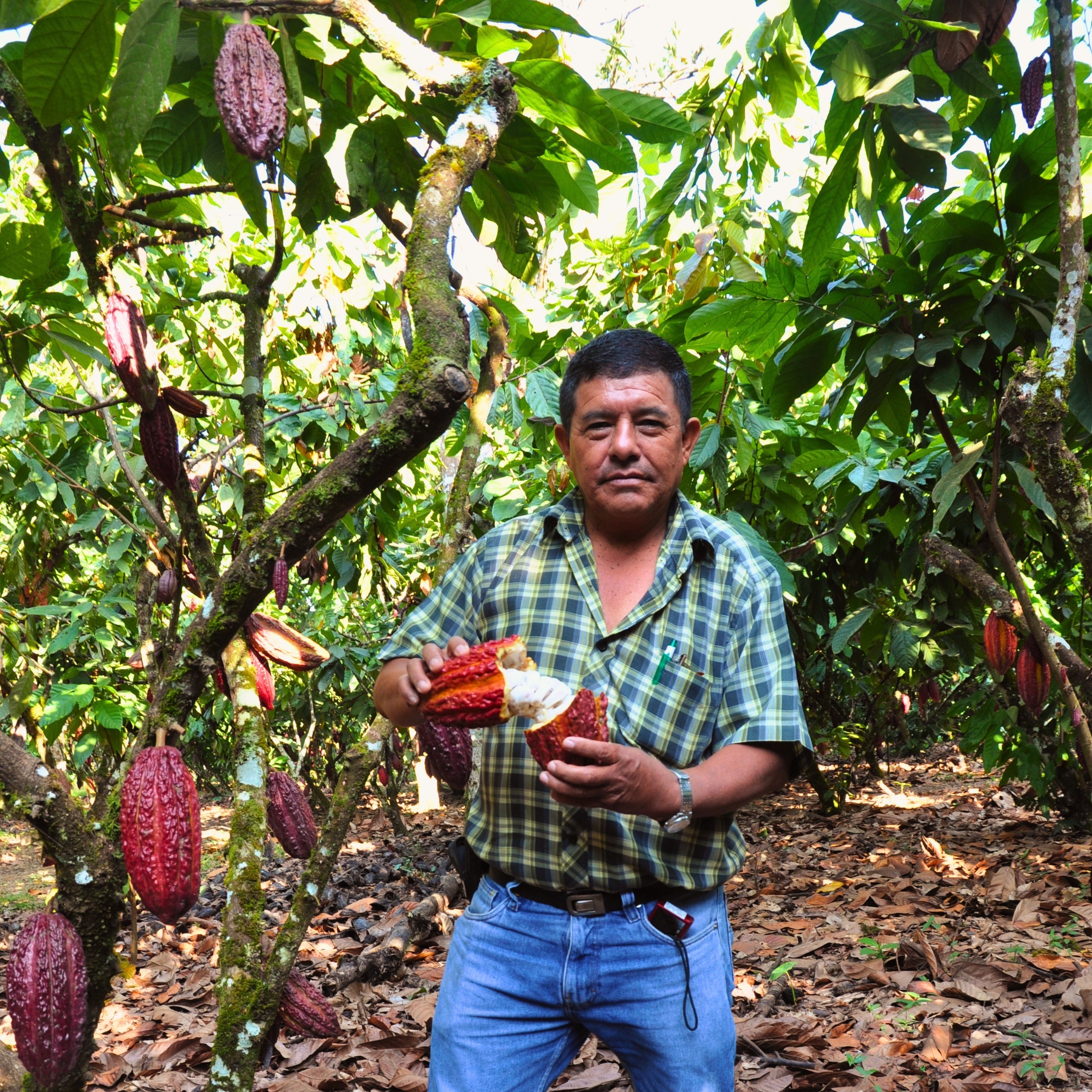 Zeremonieller Kakao aus Peru, bio Kakaomasse 