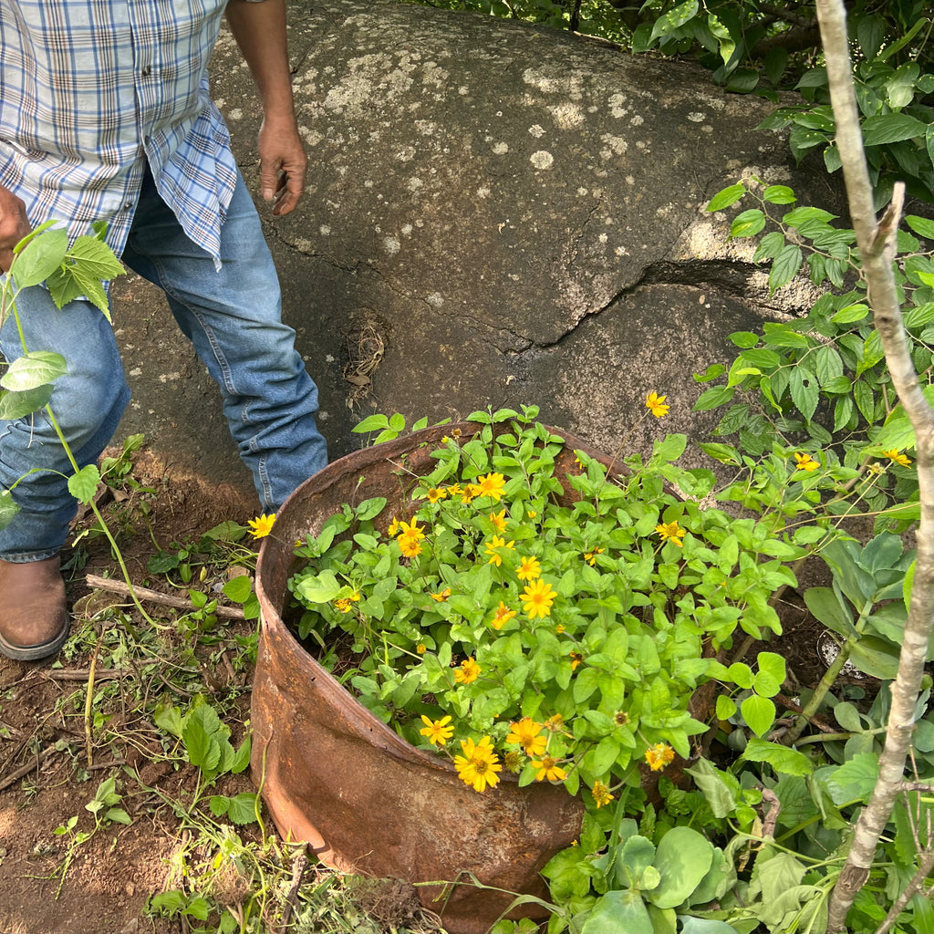 Chilcuague Wurzel, Golden root, Wurzel getrocknet, goldene Wurzel naturbelassen, Root extract, Wurzeln aus Mexiko