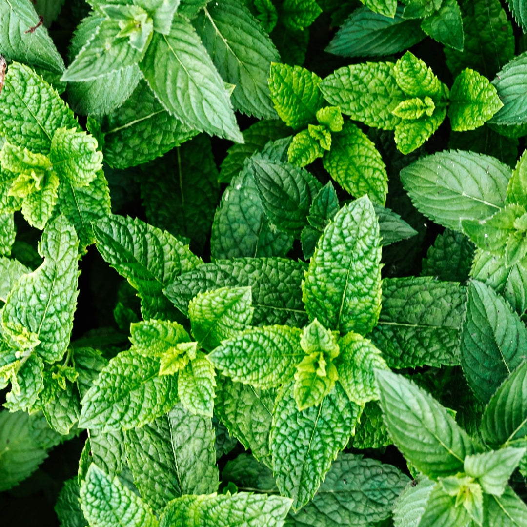 natürliches Mundspray mit Minze