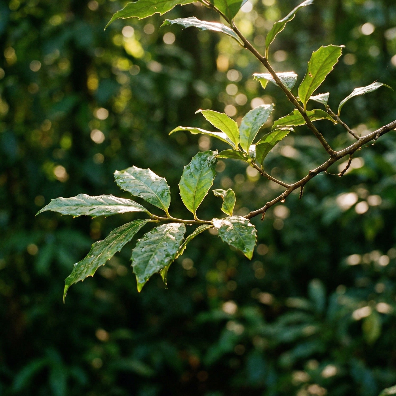 Wayusa, Guayusa aus Ecuador, Wildsammlung 
