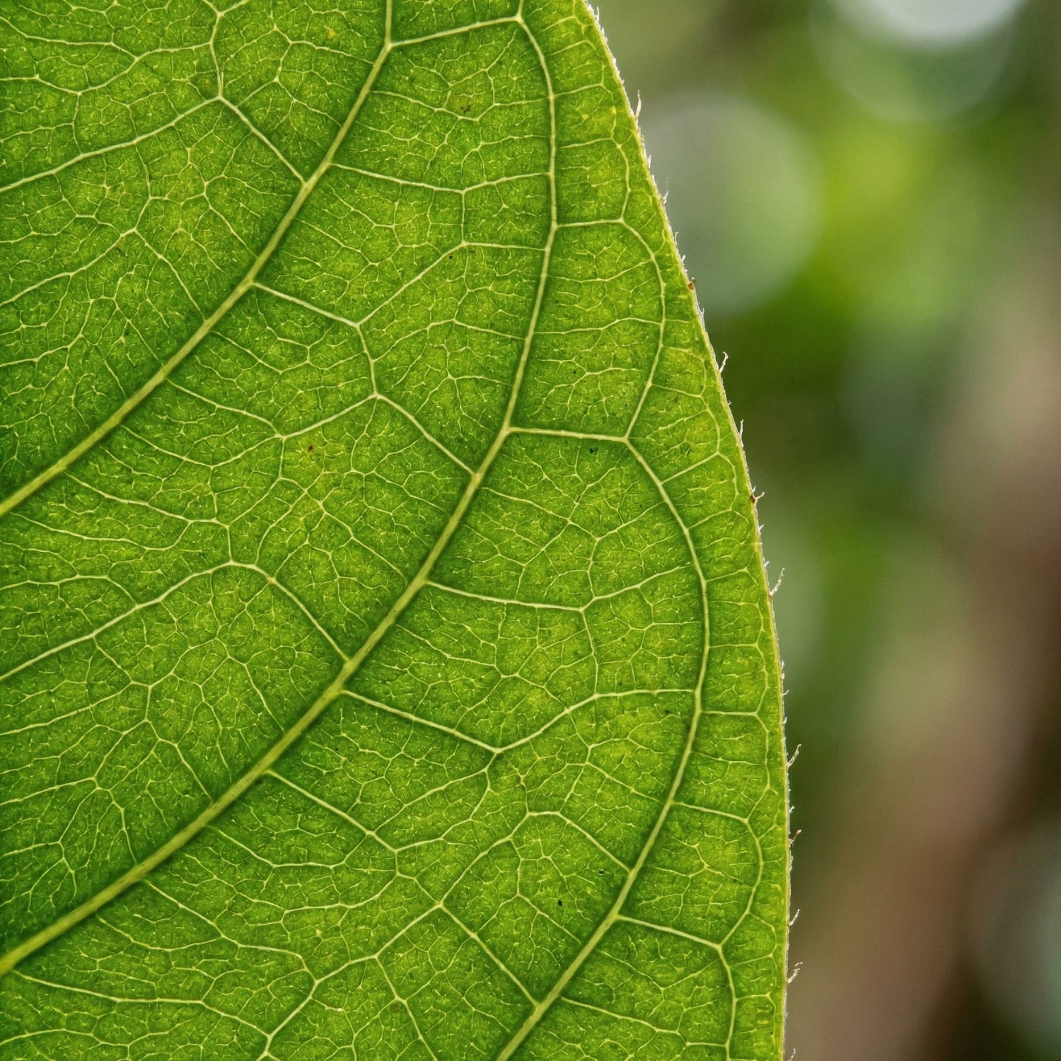 Wayusa, Guayusa aus Ecuador, Wildsammlung 